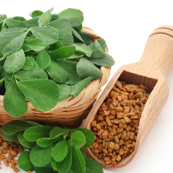 Fenugreek